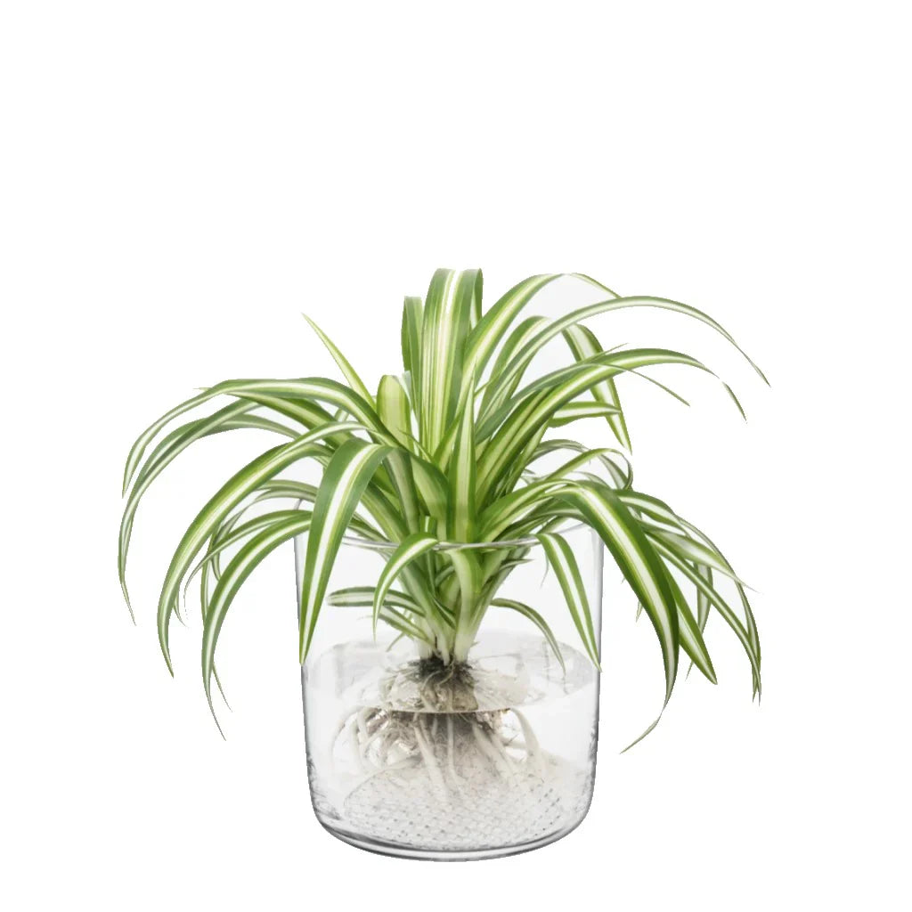 Market Planter Vase