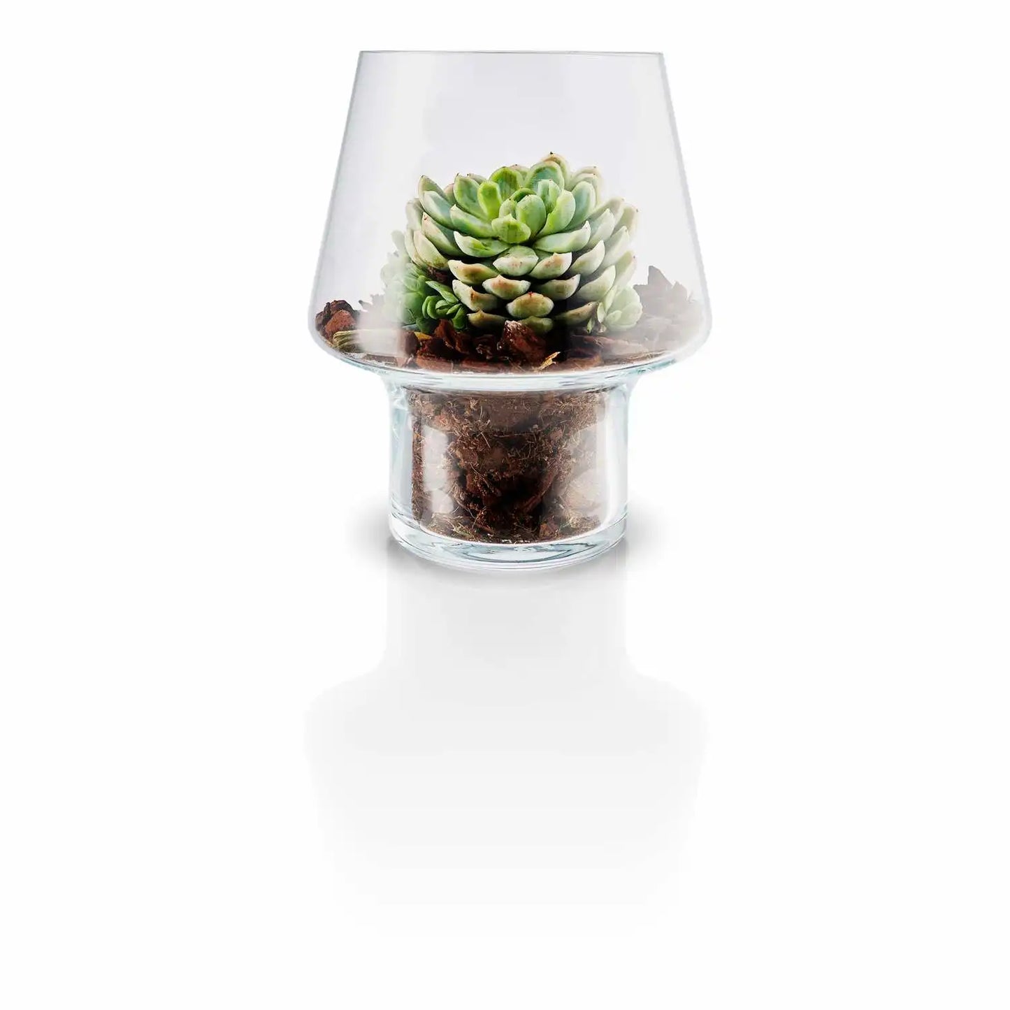Succulent Glass Vase