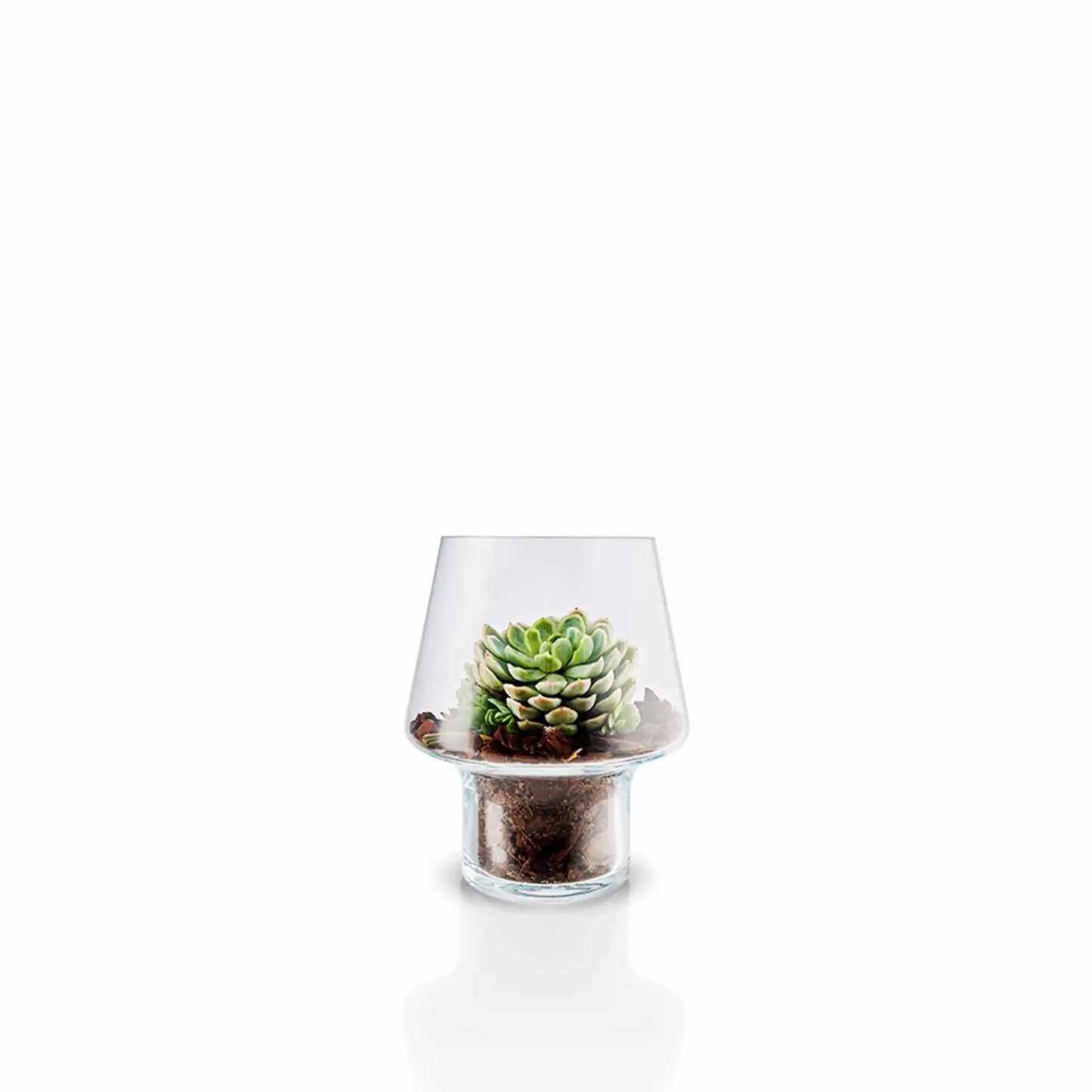 Succulent Glass Vase