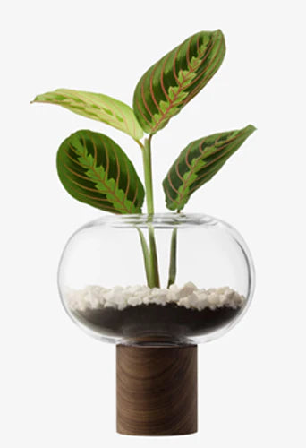 Oblate Vase Tall - Clear