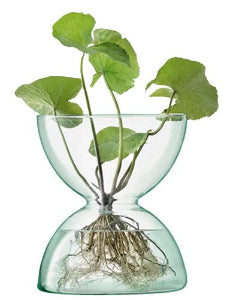 Canopy Vase H24cm Clear