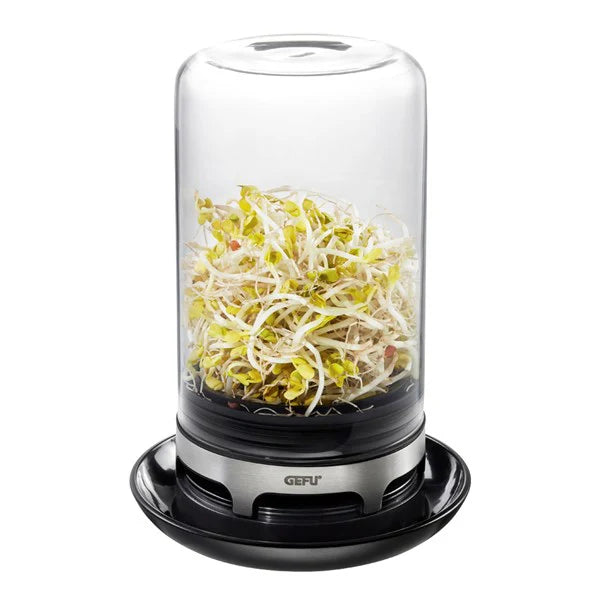 Sprouting Jar