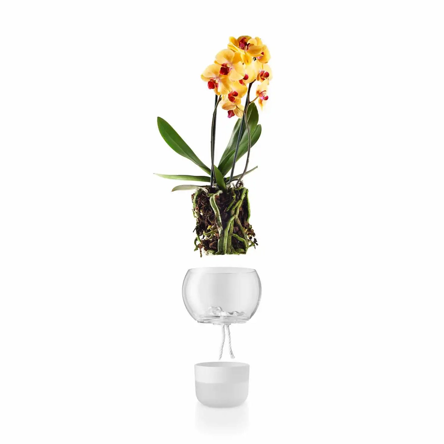 Orchid pot