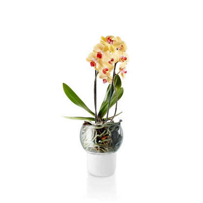 Orchid pot
