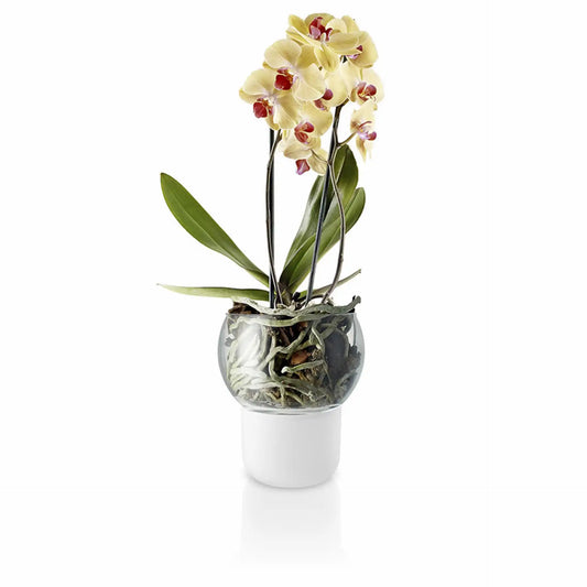Orchid pot