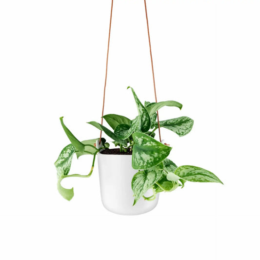 Selfwatering pots hanging Clay white