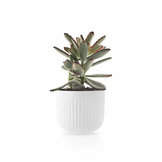 Flowerpot - Legio Nova