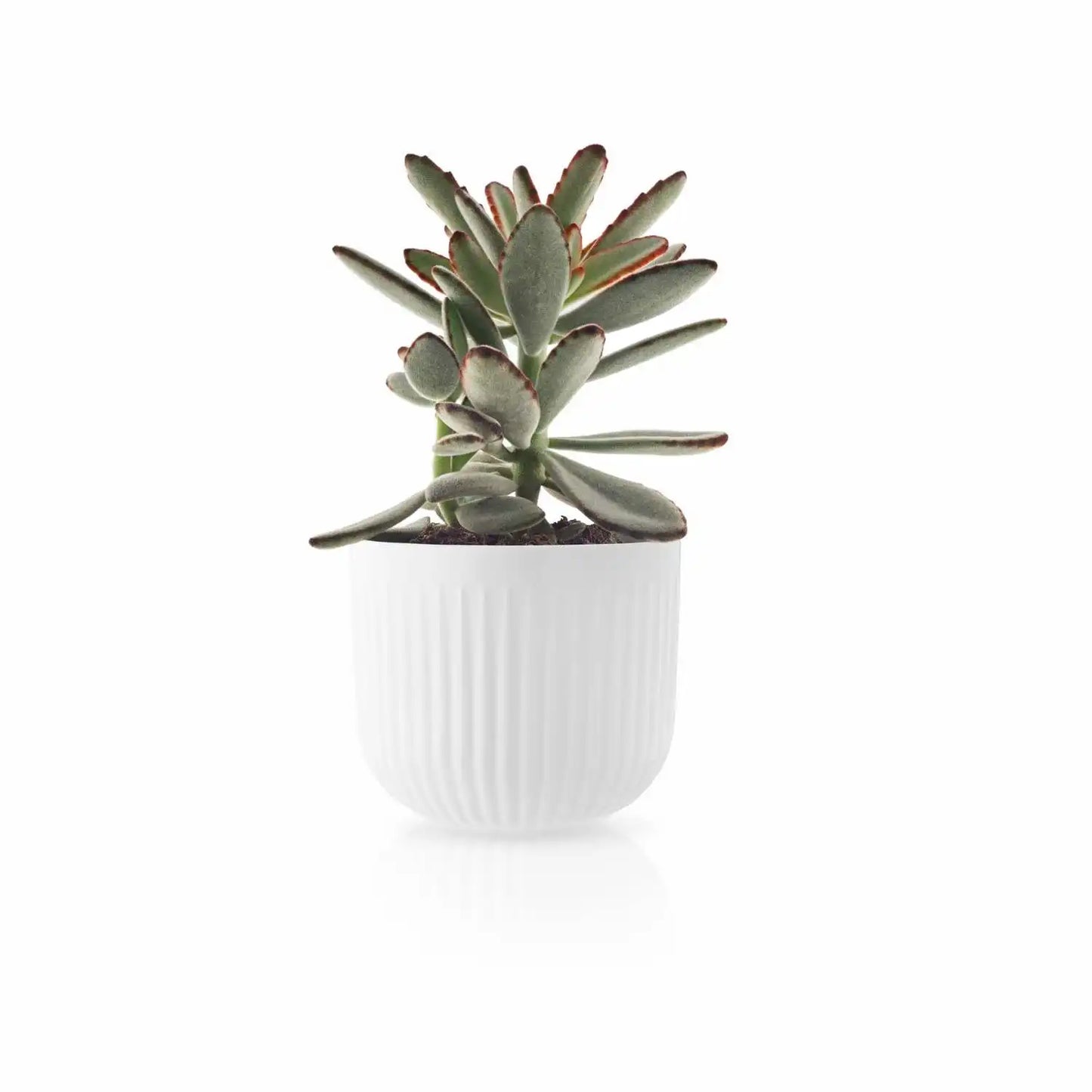 Flowerpot - Legio Nova