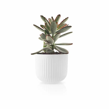 Flowerpot - Legio Nova