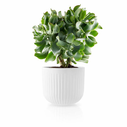Flowerpot - Legio Nova