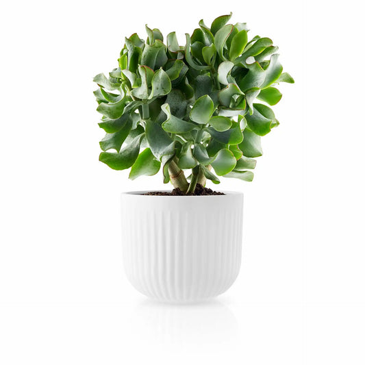 Flowerpot - Legio Nova
