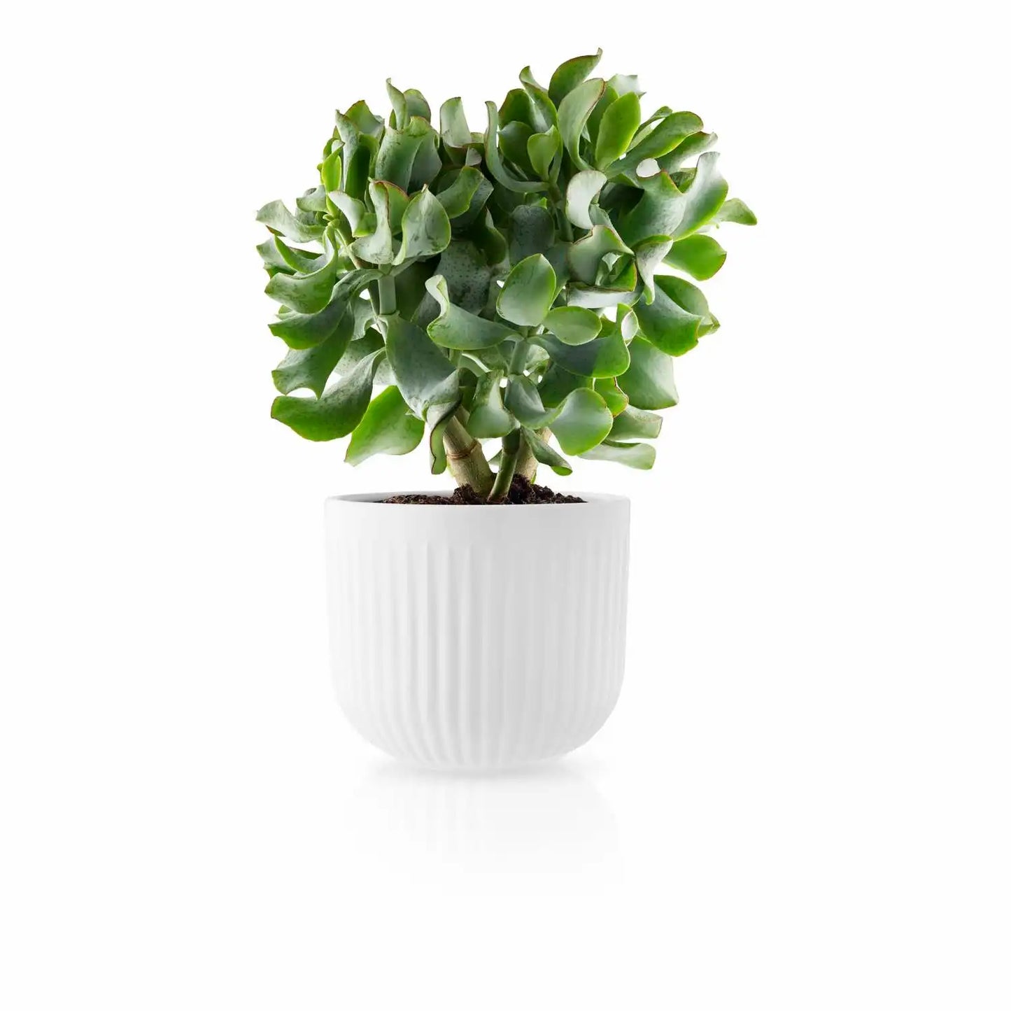 Flowerpot - Legio Nova