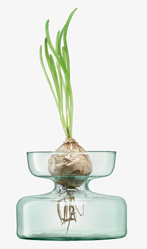Canopy Vase/Bulb Planter H10cm Clear