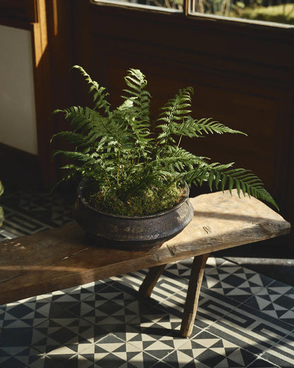 Planter Bowl 02 L