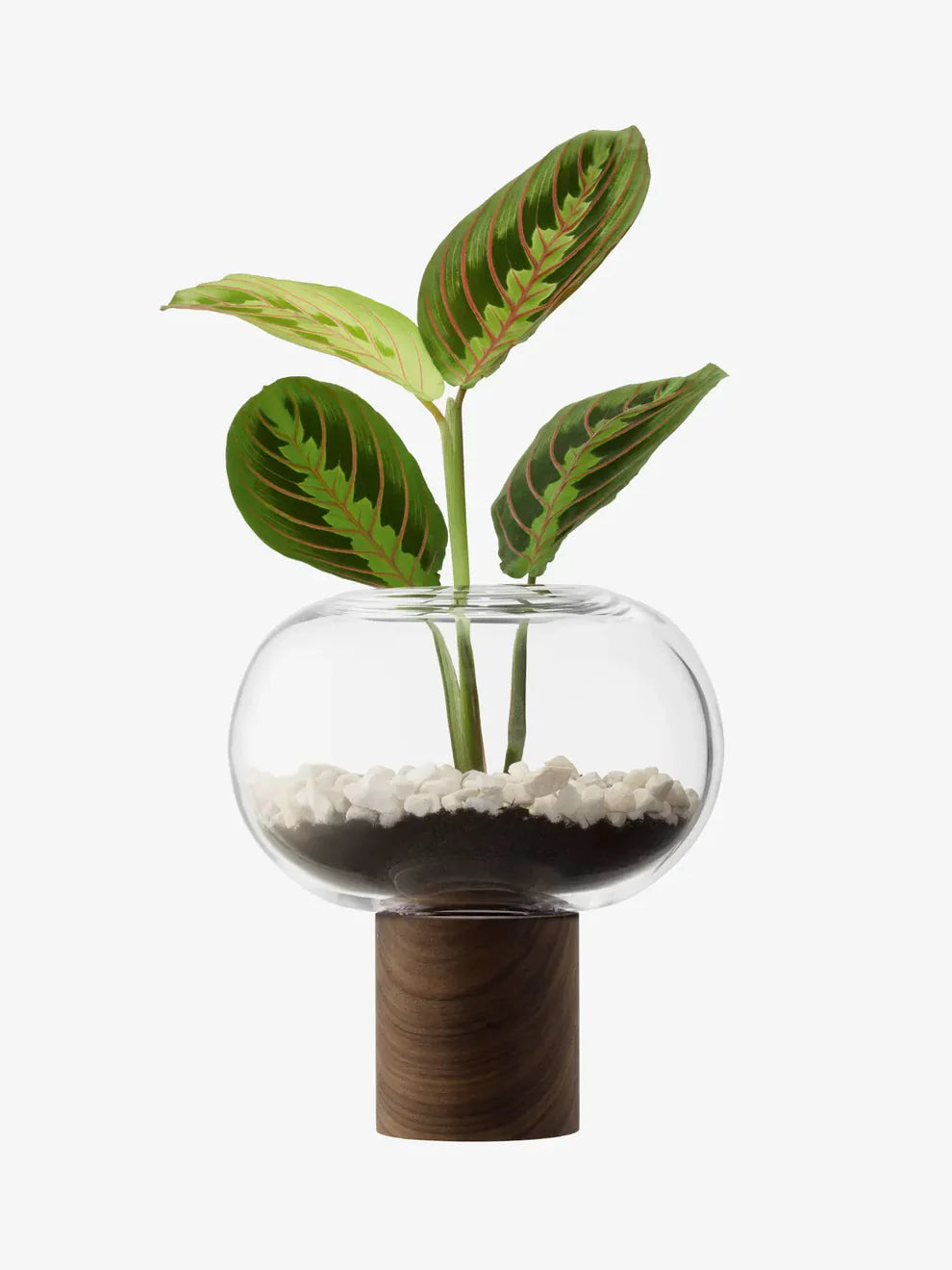 Oblate Vase Tall - Clear