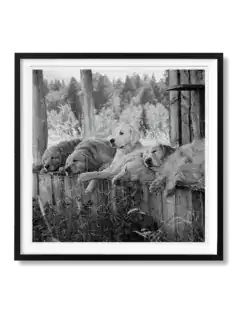 Bruce Weber. The Golden Retriever Photographic Society